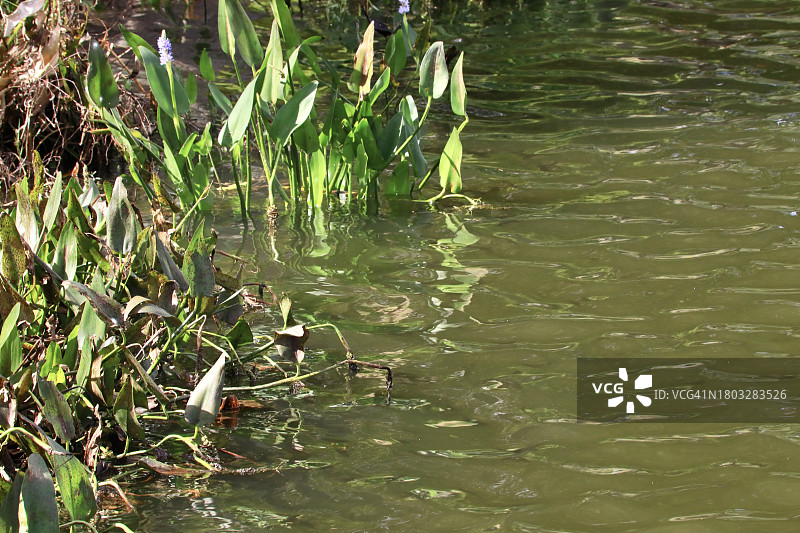 池塘岸边的植被图片素材