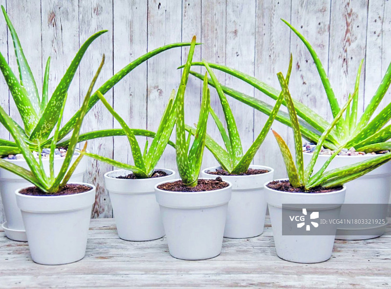 极简背景上的活芦荟植物图片素材