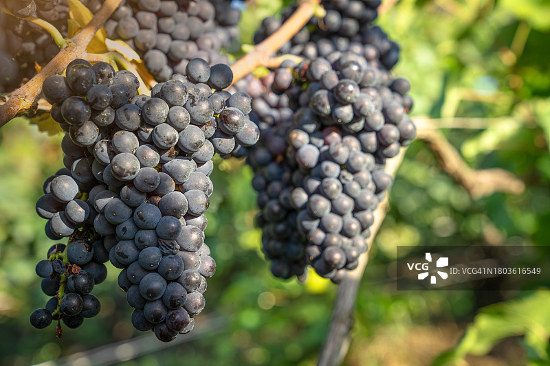 香槟酒庄悬挂着的茂盛葡萄图片素材