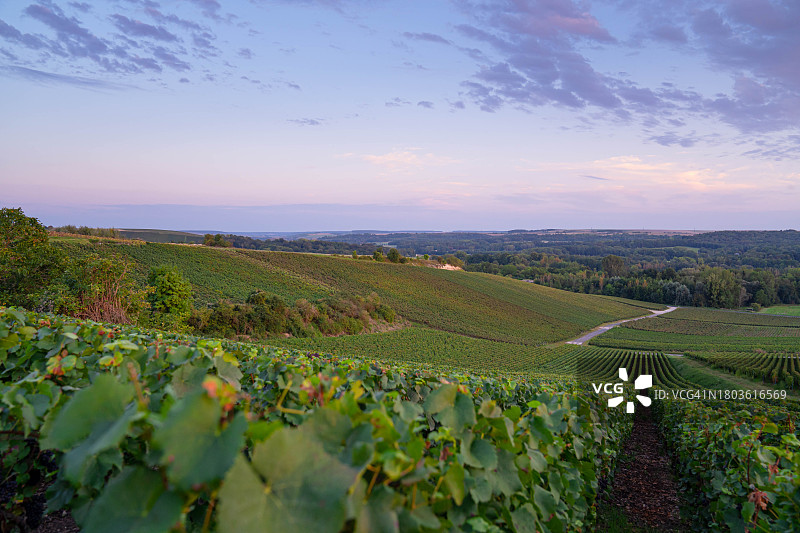 法国香槟产区的葡萄园图片素材