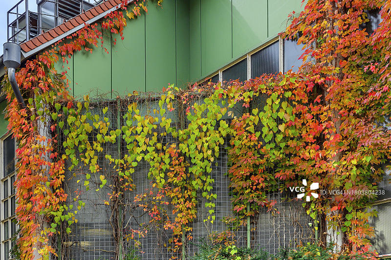 德国巴伐利亚施瓦本阿尔高肯普滕的外墙，有五叶地锦和木香花藤图片素材