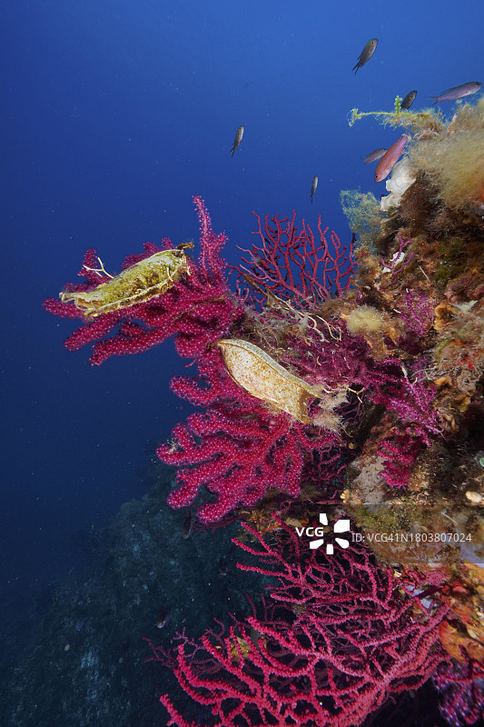 地中海的双髻鲨卵囊标本图片素材