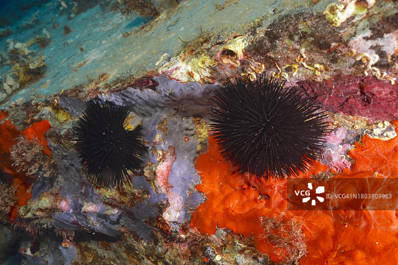 地中海黑海胆（Arbacia lixula）标本，地点：法国科特达祖尔吉恩斯半岛图片素材