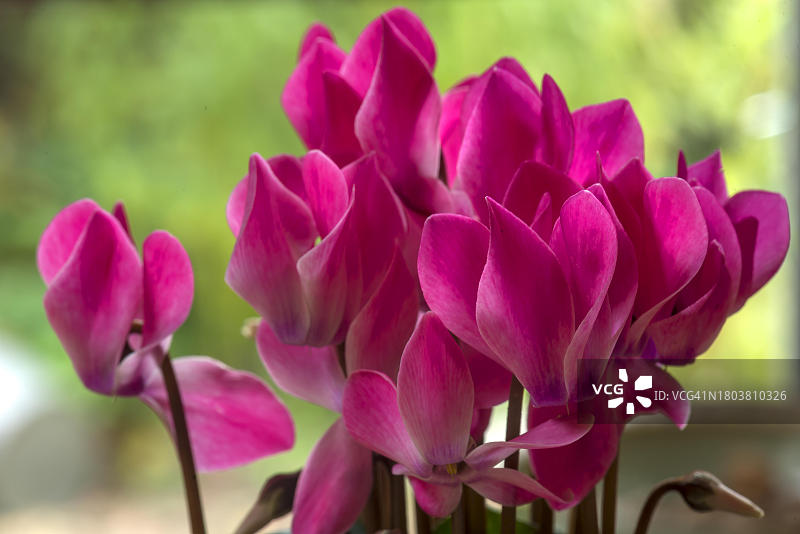 盛开的仙客来，德国巴伐利亚图片素材