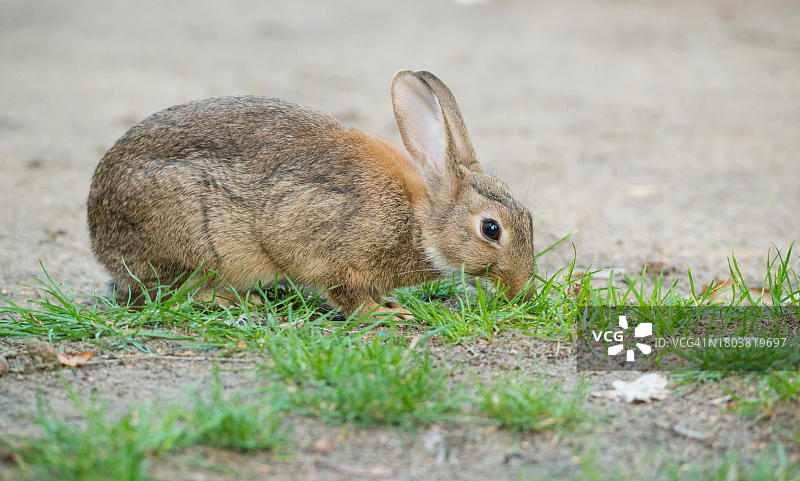 欧洲野兔在贫瘠的沙地上啃草图片素材