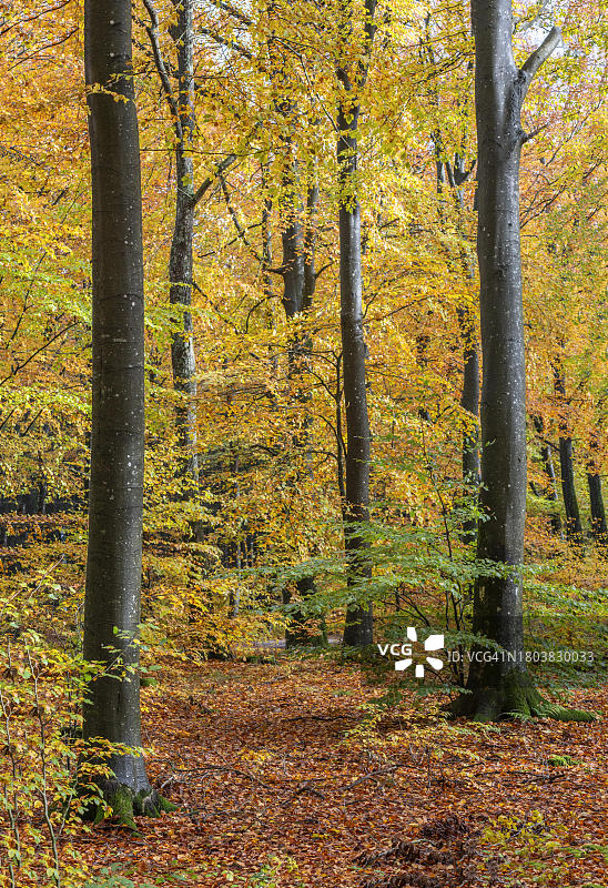瑞典斯科纳圣奥洛夫的彩色山毛榉森林图片素材