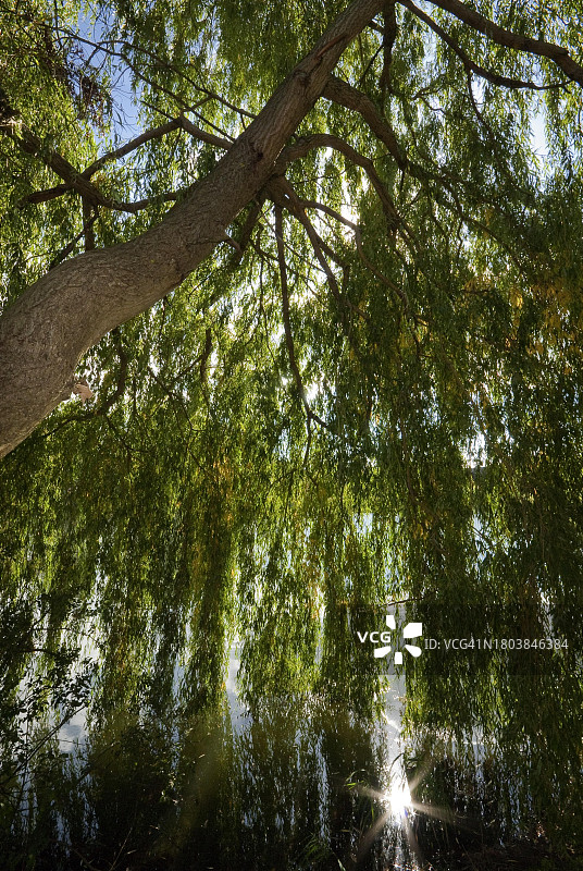 德国湖面上阳光背衬下的垂柳图片素材