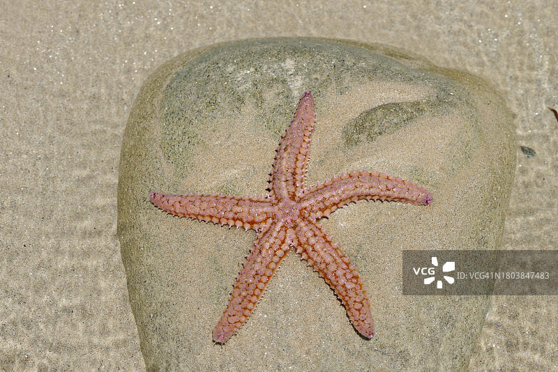 在法国布列塔尼潮汐池的石头上的普通海星图片素材