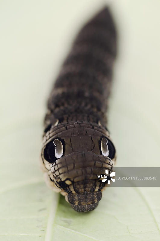 德国北莱茵-威斯特法伦的夹竹桃天蛾毛虫图片素材