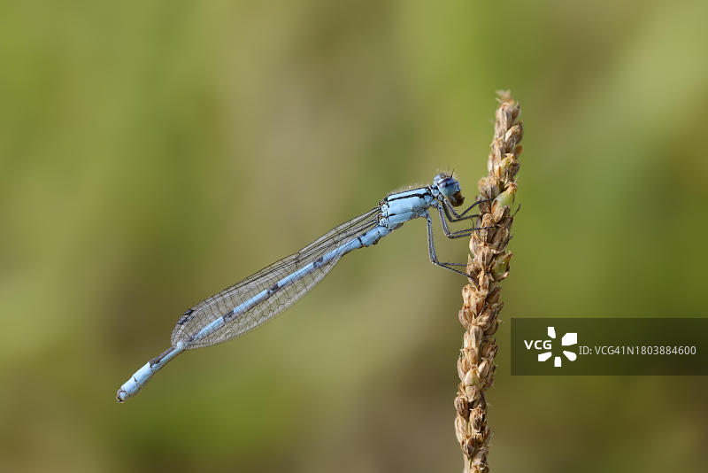 捕食的雄性普通蓝蜻蜓图片素材