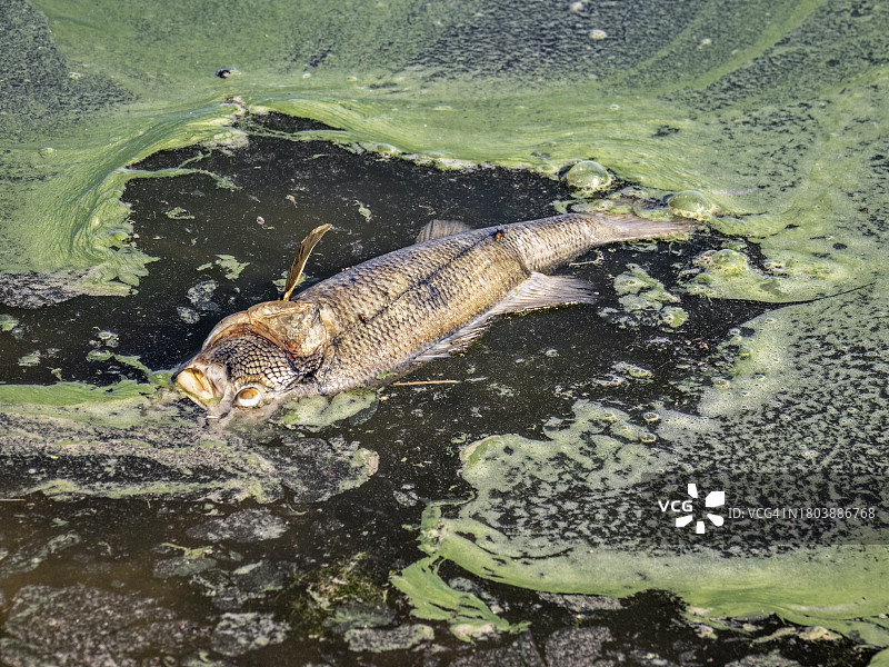 水库岸边一条因污染和干旱而死的鱼图片素材