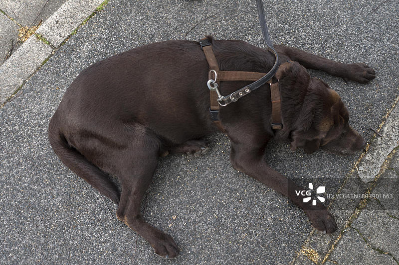 在巴伐利亚路面上休息的拉布拉多犬图片素材
