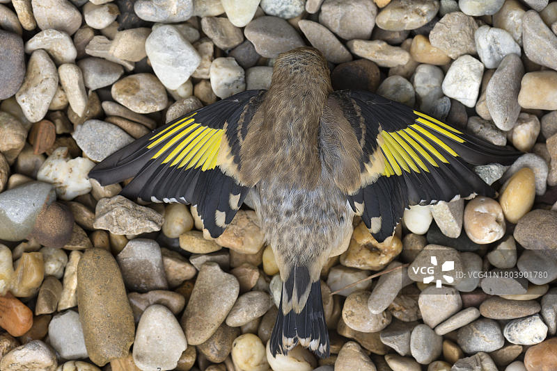 死去的欧洲金翅雀图片素材