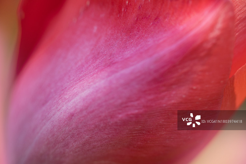 红色郁金香花瓣特写，完整画面图片素材