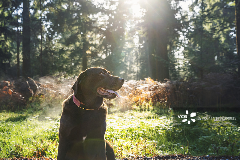 秋日阳光下森林里快乐的巧克力色拉布拉多犬特写图片素材