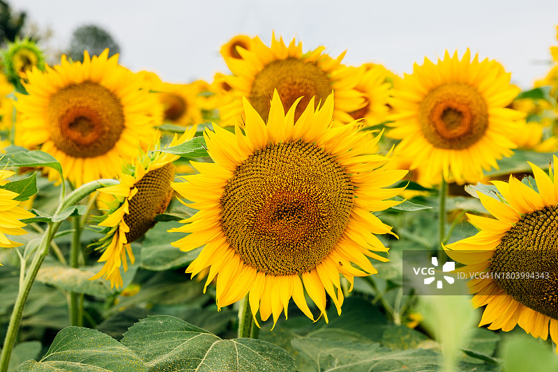 田野里盛开的向日葵特写图片素材