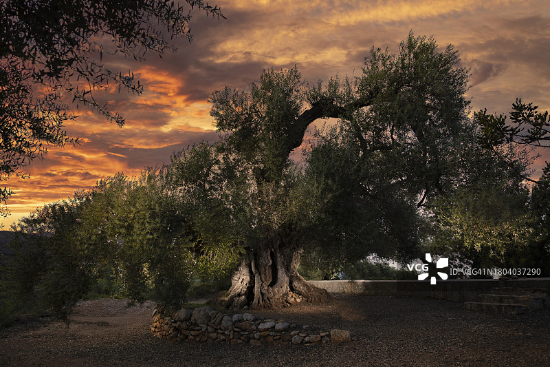 百年橄榄油品尝。特拉伊格拉。马埃斯特拉斯戈地区。卡斯特利翁。西班牙图片素材