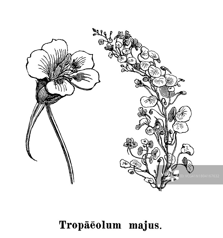 植物学：旱金莲老式雕刻插图图片素材