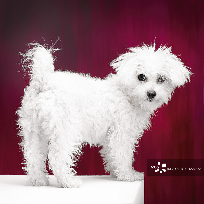 白色狗的肖像图片素材