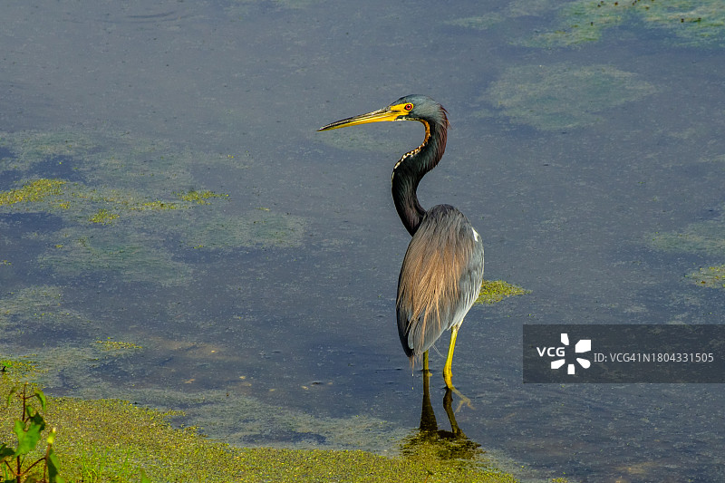 沼泽地里的大蓝鹭图片素材