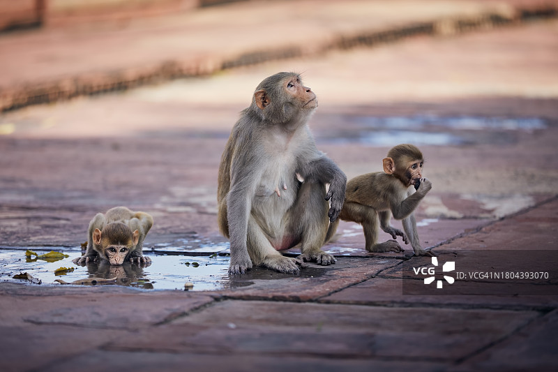 猴子幼崽在水坑里喝水图片素材