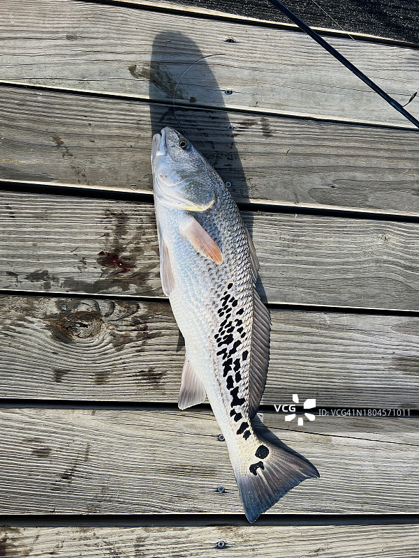 多斑点的红鱼图片素材