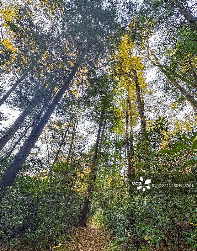 大雾山森林图片素材