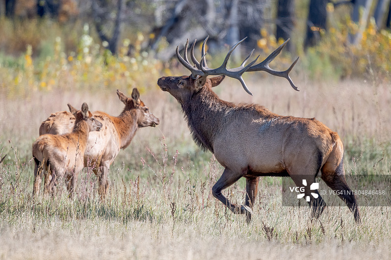 美国蒙大拿州北部查尔斯·M·罗素野生动物保护区内，巨大的马鹿控制着他的母鹿群图片素材
