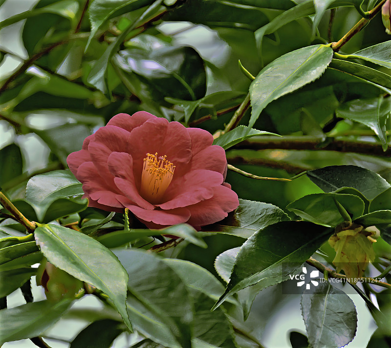 日本山茶花图片素材