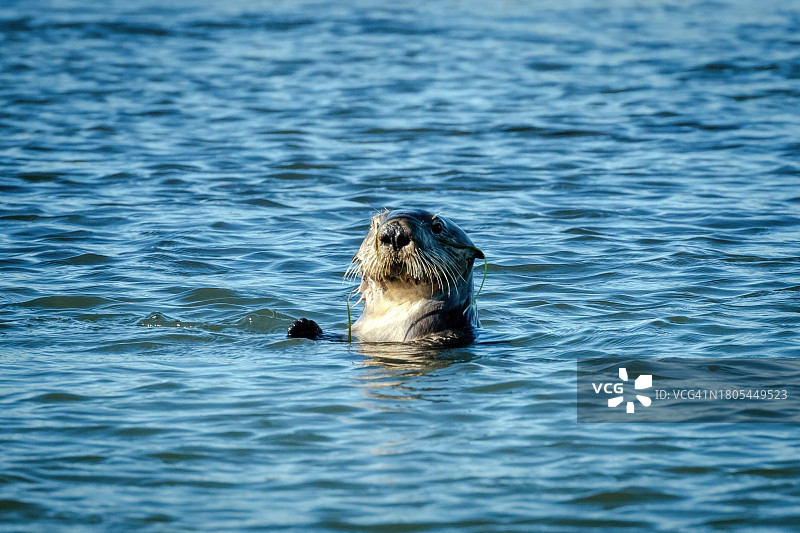 埃尔克霍恩湾的海獭图片素材