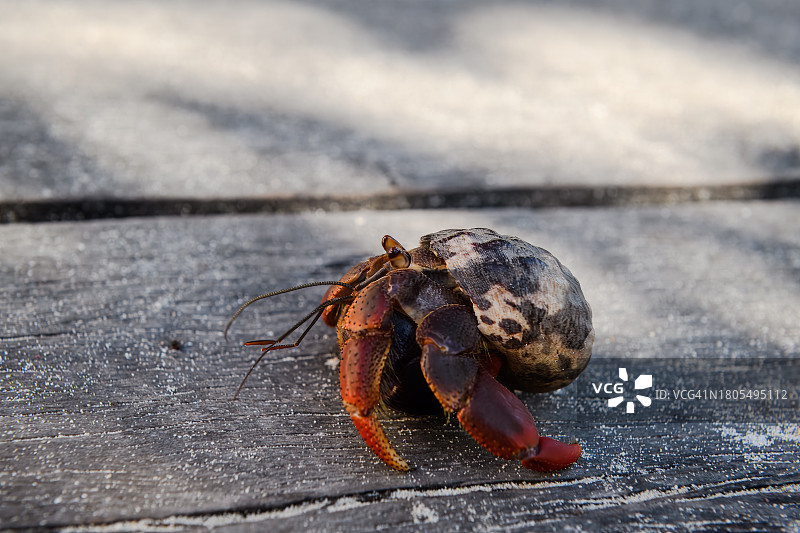 康托伊岛上的寄居蟹图片素材