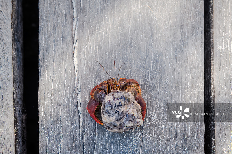 康托伊岛上的寄居蟹图片素材