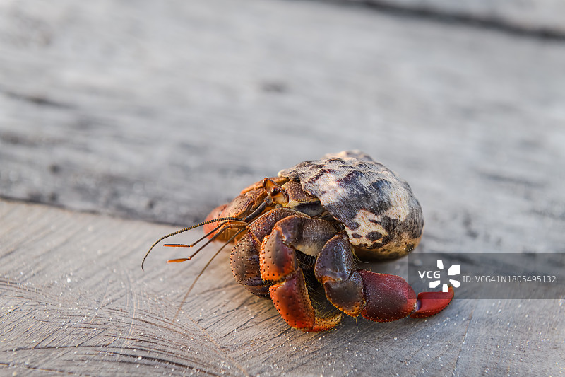 康托伊岛上的寄居蟹图片素材