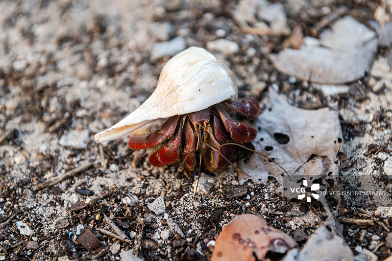 康托伊岛上的寄居蟹图片素材