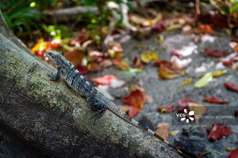 光彩照人的红色鬣蜥图片素材