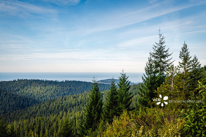 红杉国家公园的红杉林图片素材