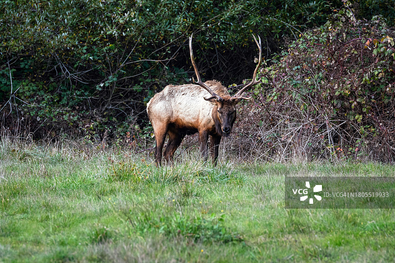 红杉国家公园里长着长角的麋鹿图片素材