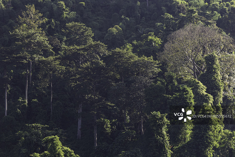 泰国那空那育府的晨光热带绿色森林自然风光图片素材