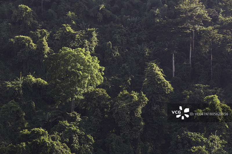 泰国那空那育府的晨光热带绿色森林自然风光图片素材