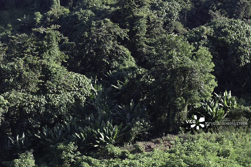 泰国那空那育府的晨光热带绿色森林自然风光图片素材
