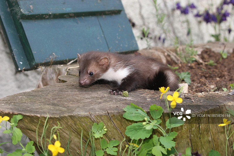 在德国巴伐利亚阿尔高地区，一只约6周大的幼年 European stone marten (Martes foina)正在花园里探索图片素材