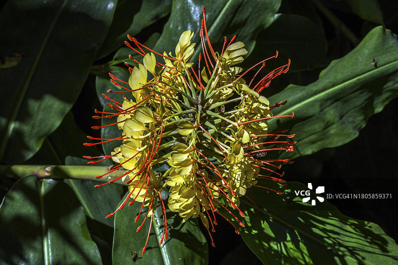 姜荷花，葡萄牙马德拉图片素材