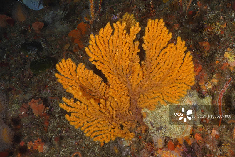 黄色掌状海扇，夸祖鲁-纳塔尔省普罗梯堤岸潜水点，南非图片素材
