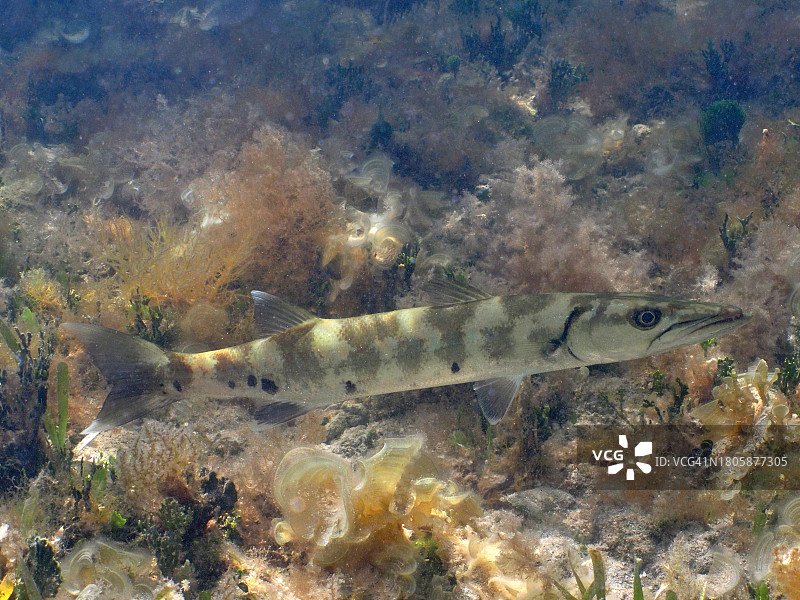 幼年大梭鱼,约翰·彭尼坎普珊瑚礁州立公园,拉哥岛,佛罗里达群岛,佛罗里达州,美国图片素材