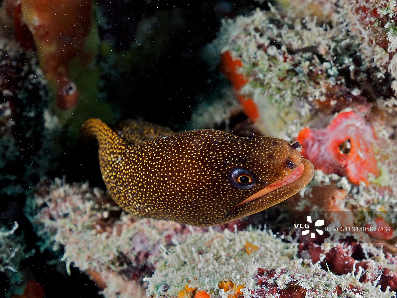 金色尾巴海鳝，美国佛罗里达礁岛群潜水点图片素材