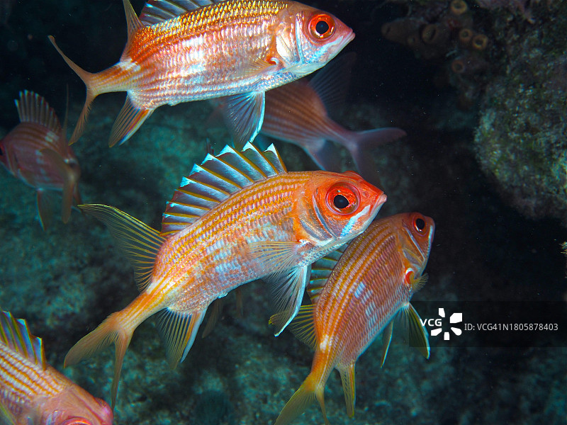 红松鼠鱼（Holocentrus rufus），美国佛罗里达群岛约翰·彭尼坎普珊瑚礁州立公园潜水点图片素材