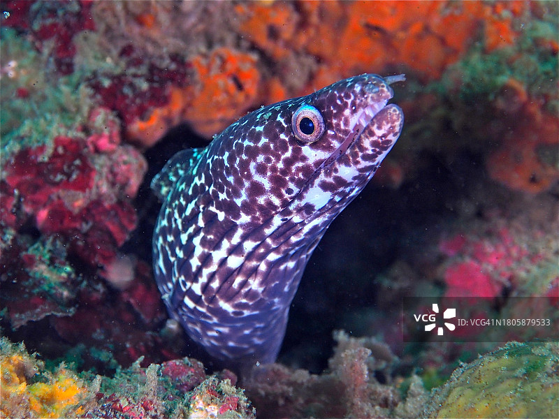 墨西哥湾斑点海鳝图片素材