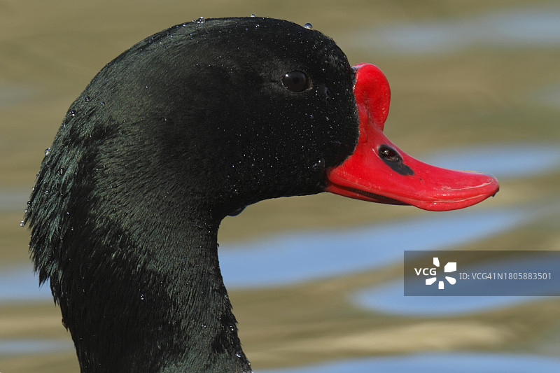 普通䴈（雄性）侧面照，位于德国下萨克森瓦登海国家公园图片素材