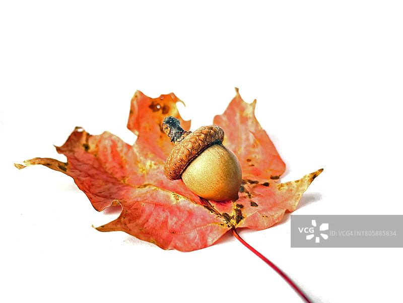 白色背景上的橡子与枫叶图片素材
