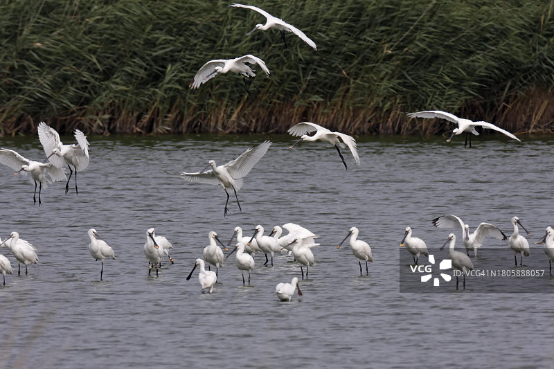白琵鹭：下萨克森瓦登海国家公园的鸟群图片素材